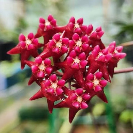 Hoya kaikoeana H469