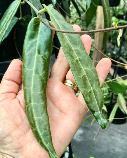 Hoya hypolasia Madang PNG IML 1155 H164