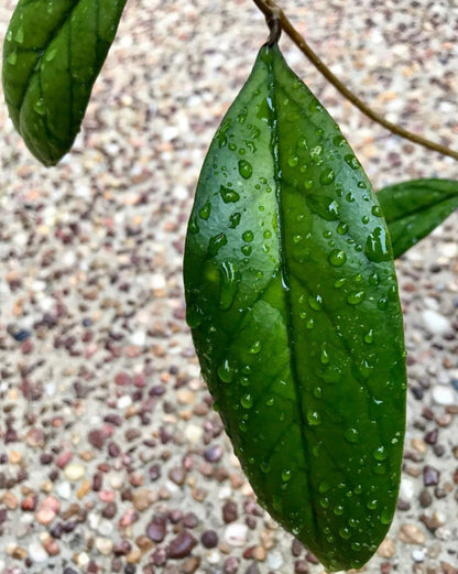 Hoya aff. forbesii IML 1029 H136