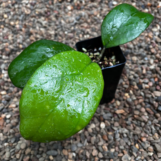 Hoya 'Ricardo' H443