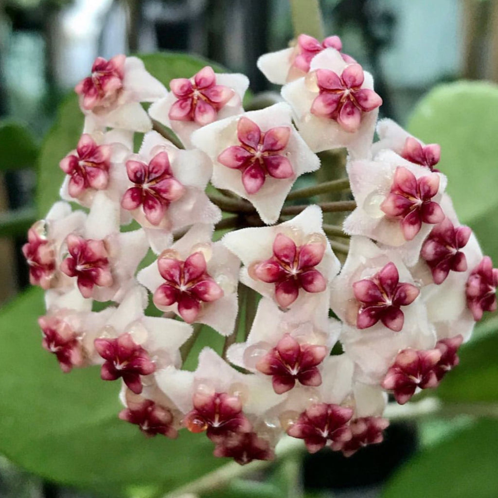 Hoya obovata H18