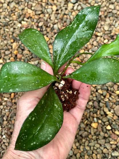 Hoya benchaii (red) H464