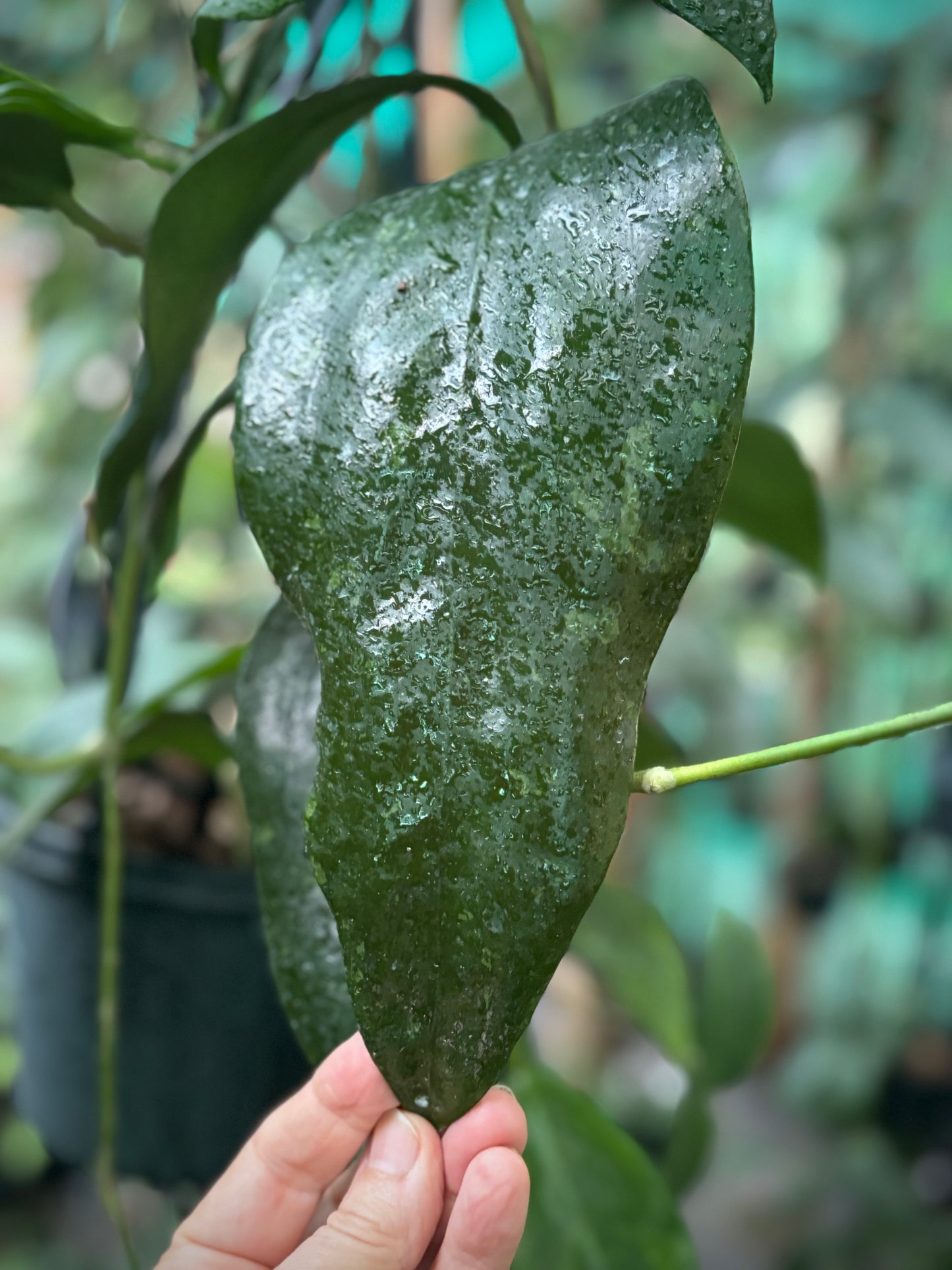 Hoya rigida IML 1424 H80