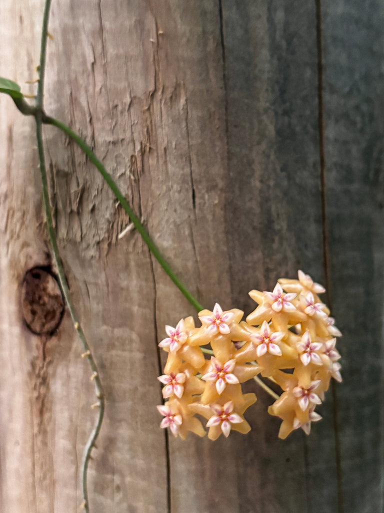 Hoya fitchii IML 1683 H234