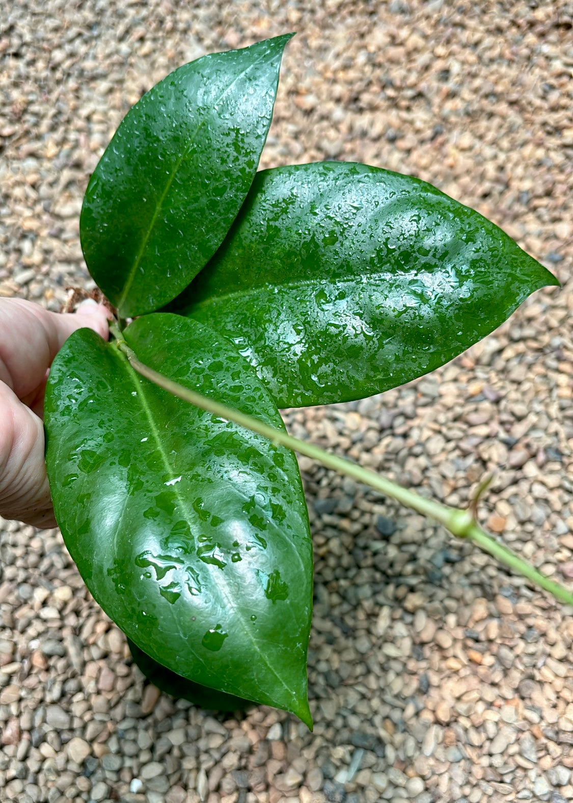 Hoya nervosa H379