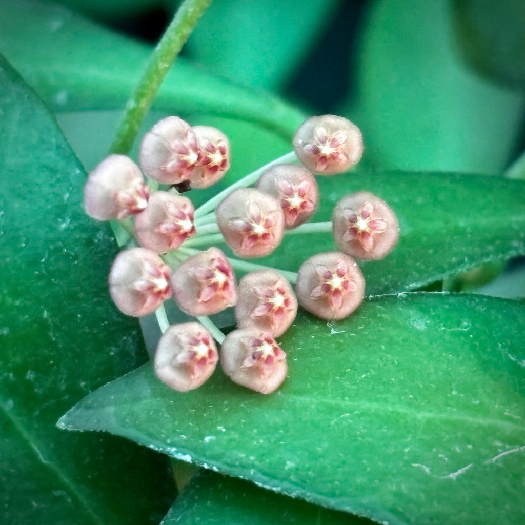 Hoya bilobata Philippines IML 0231 H322