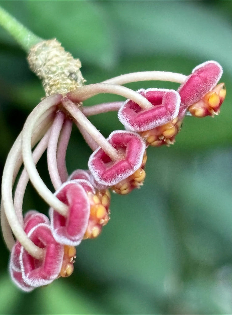 Hoya sp. aff. burtoniae H191