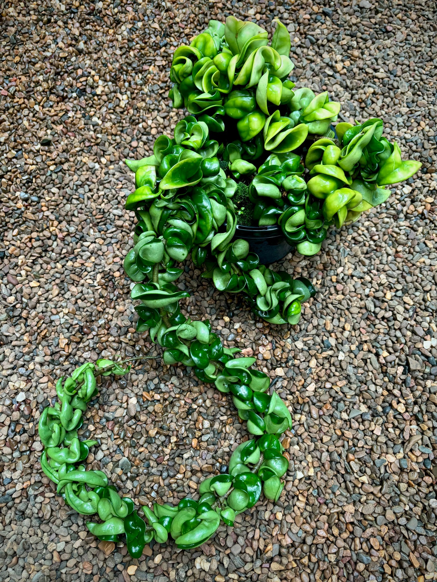 Hoya compacta Indian Rope H26