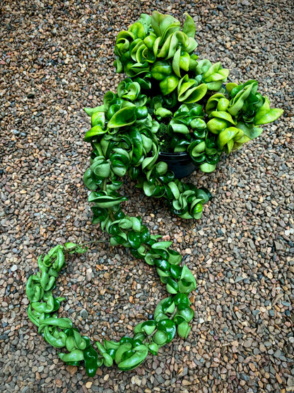 Hoya compacta Indian Rope H26