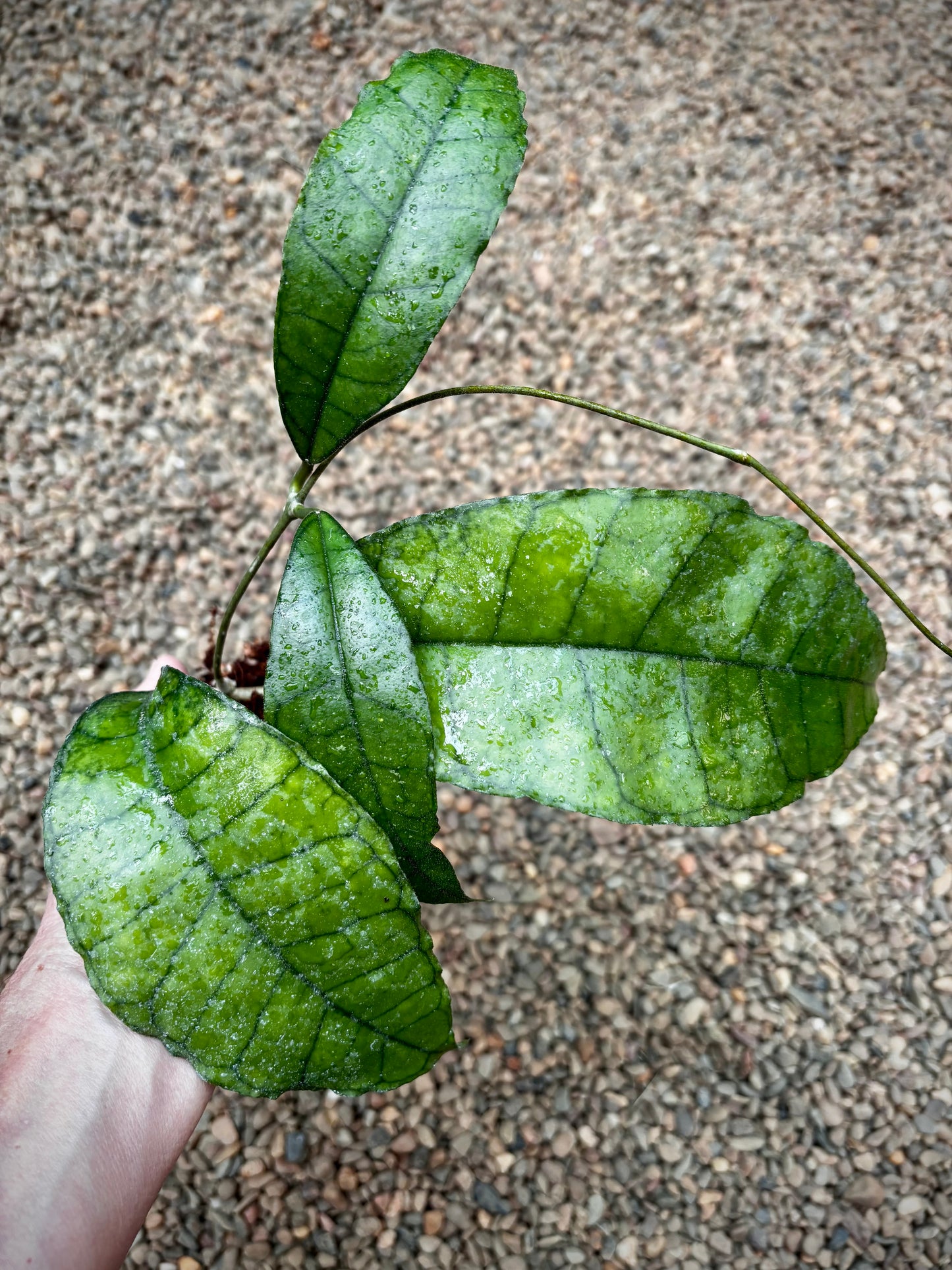 Hoya sp. Nong Nooch IML 1541 H120