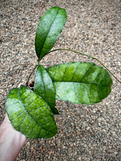 Hoya sp. Nong Nooch IML 1541 H120