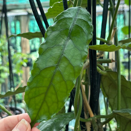 Hoya aff. villosa IML 0905 H117