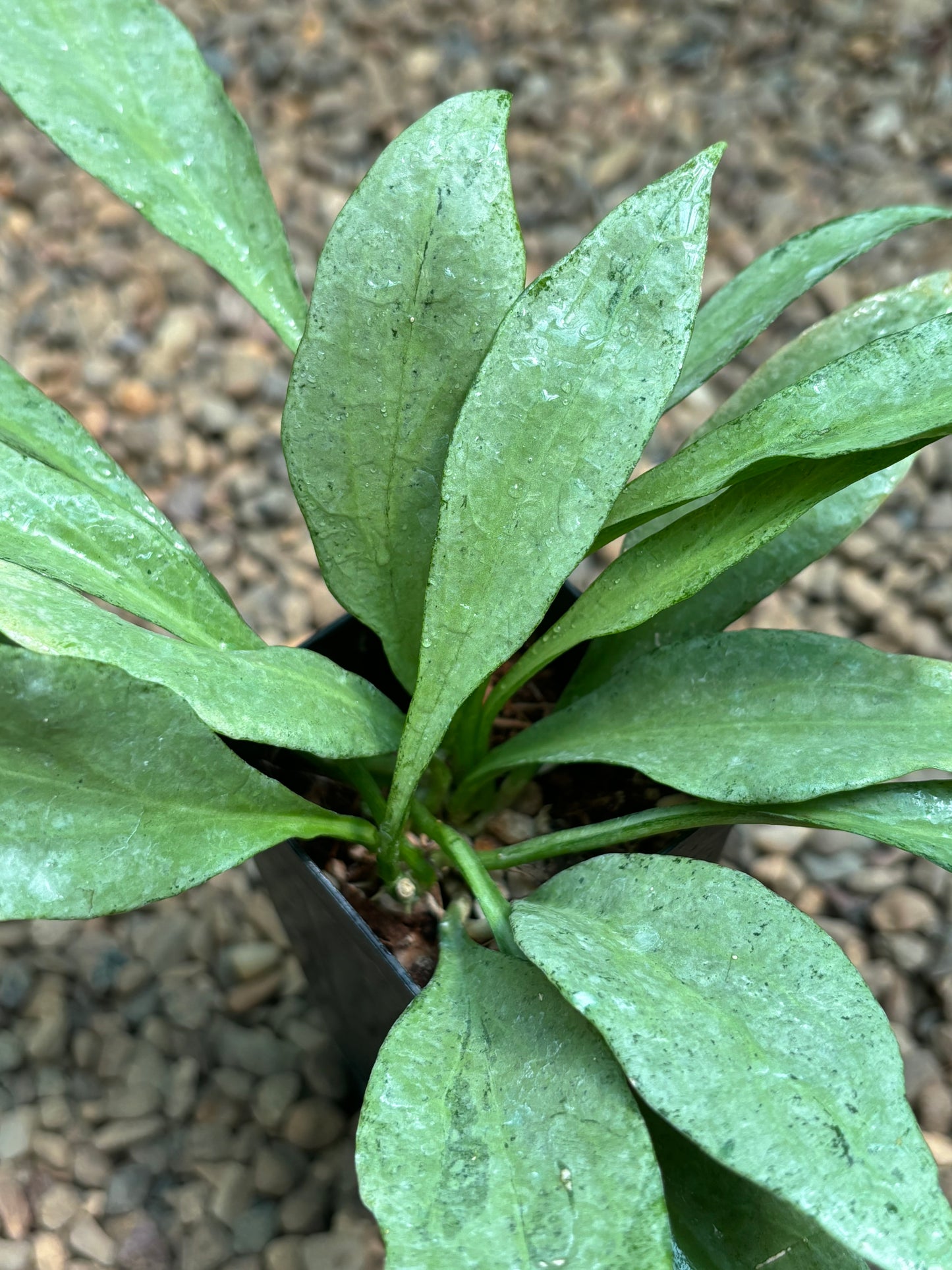 Hoya nicholsoniae 'New Guinea Ghost' H382