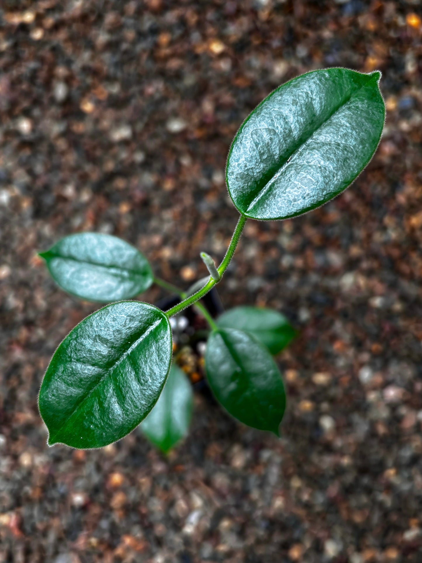 Hoya obtusifolioides H430