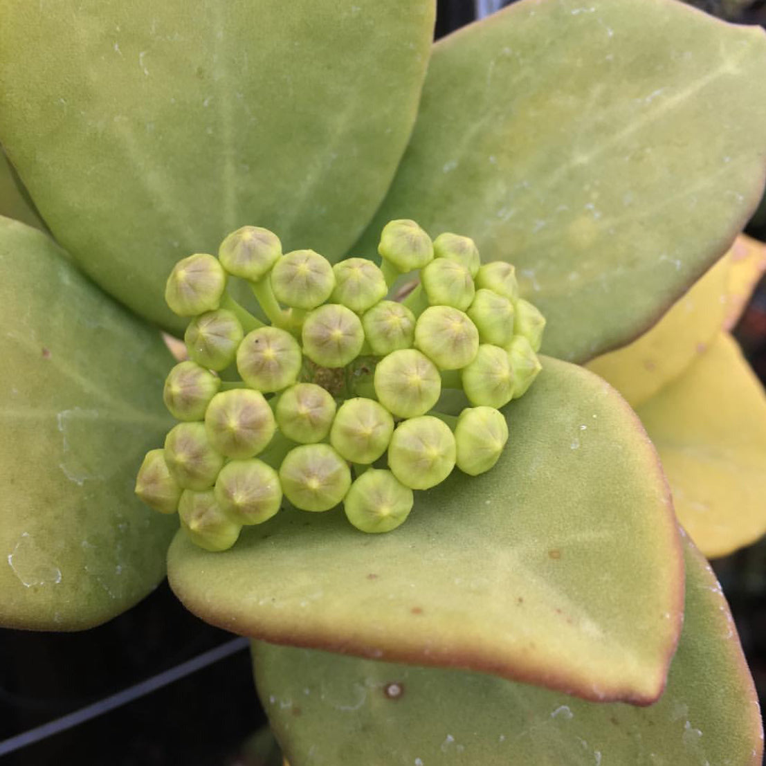 Hoya pachyclada IML 0523 H25