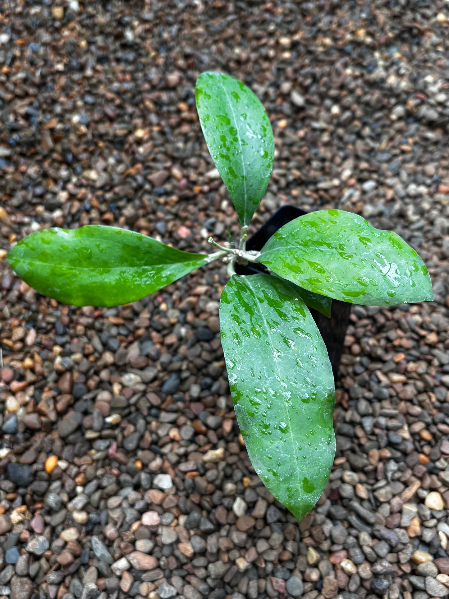 Hoya tomataensis Sulawesi IML 1632 H295