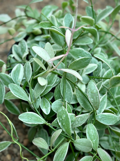 Dischidia oiantha variegata D34