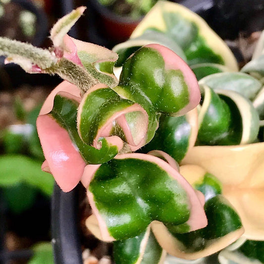 Hoya compacta Indian Rope - outside variegate H43