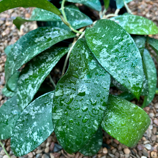 Hoya phuwaensis H317