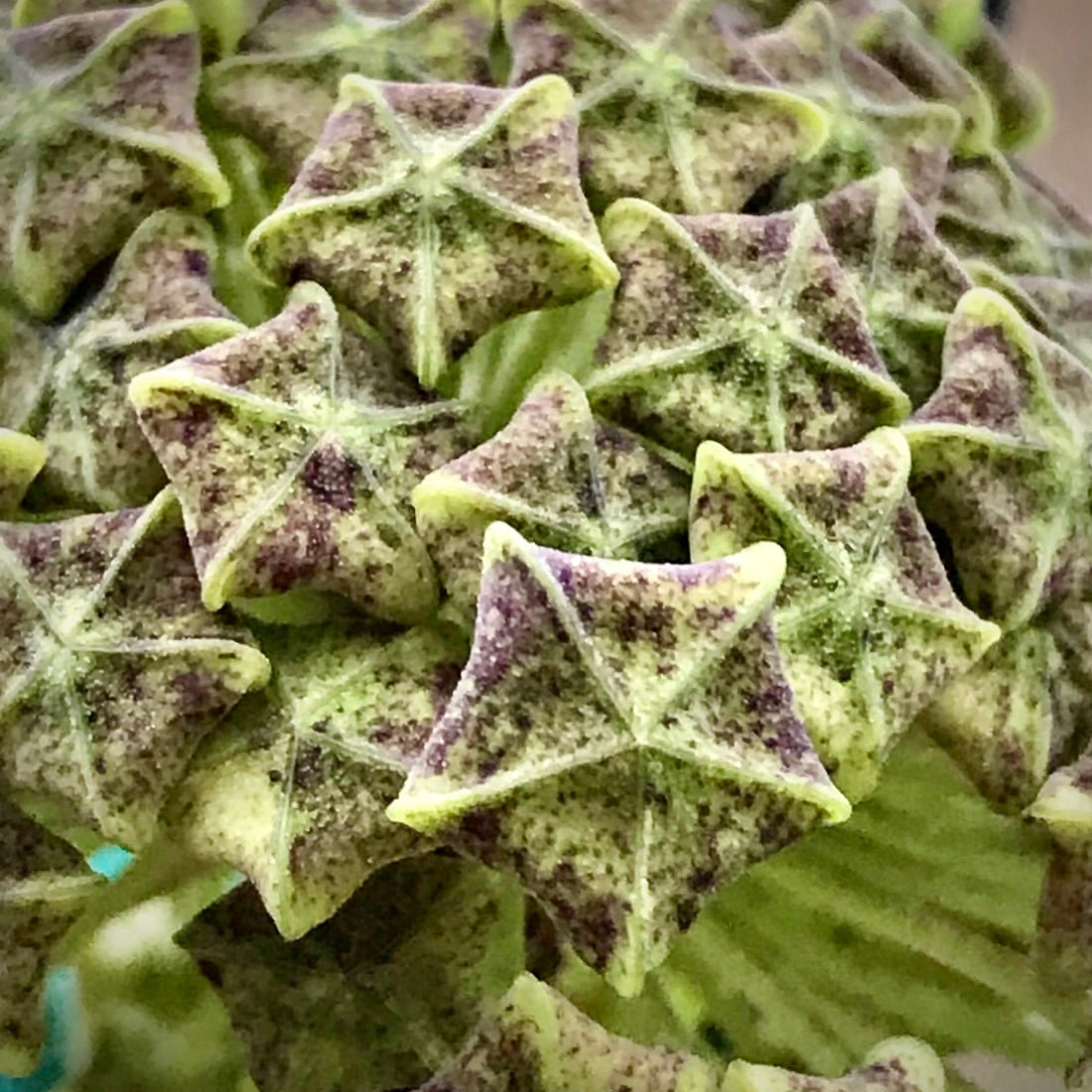 Hoya lambii H144