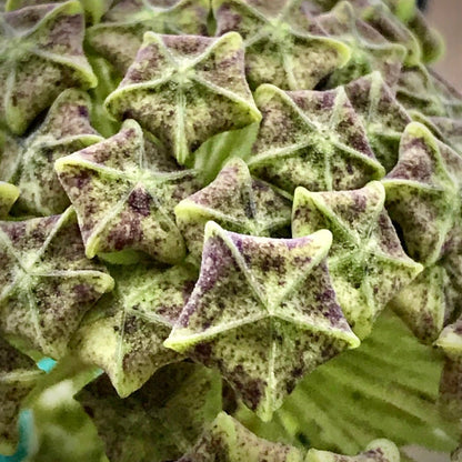 Hoya lambii H144
