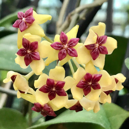 Hoya cinnamomifolia H33