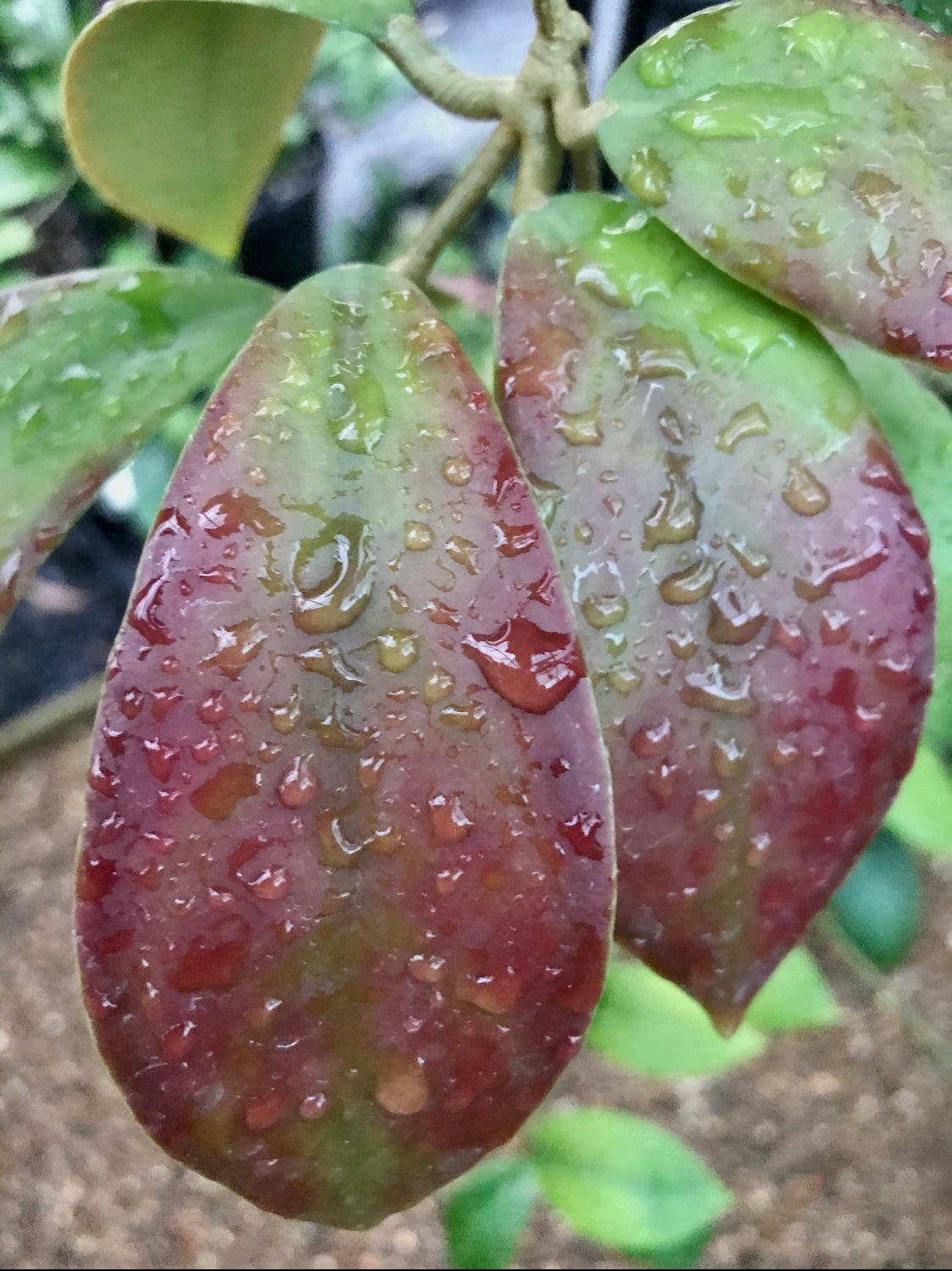 Hoya mindorensis ssp. Superba  IML 0768 H169