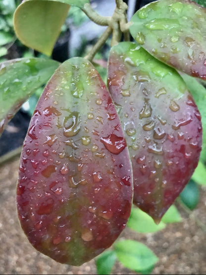Hoya mindorensis ssp. Superba  IML 0768 H169