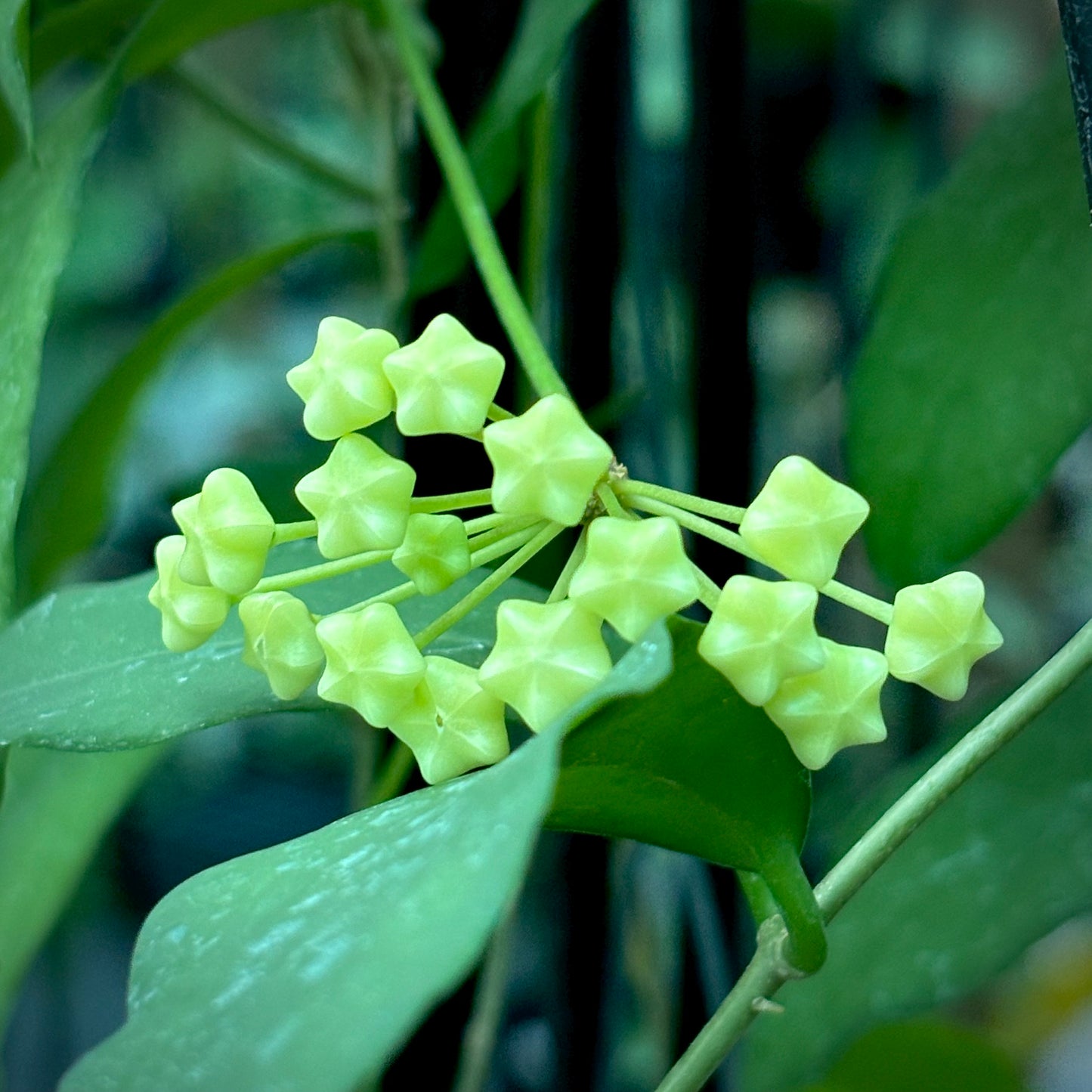 Hoya cagayanensis IML 1600 H279