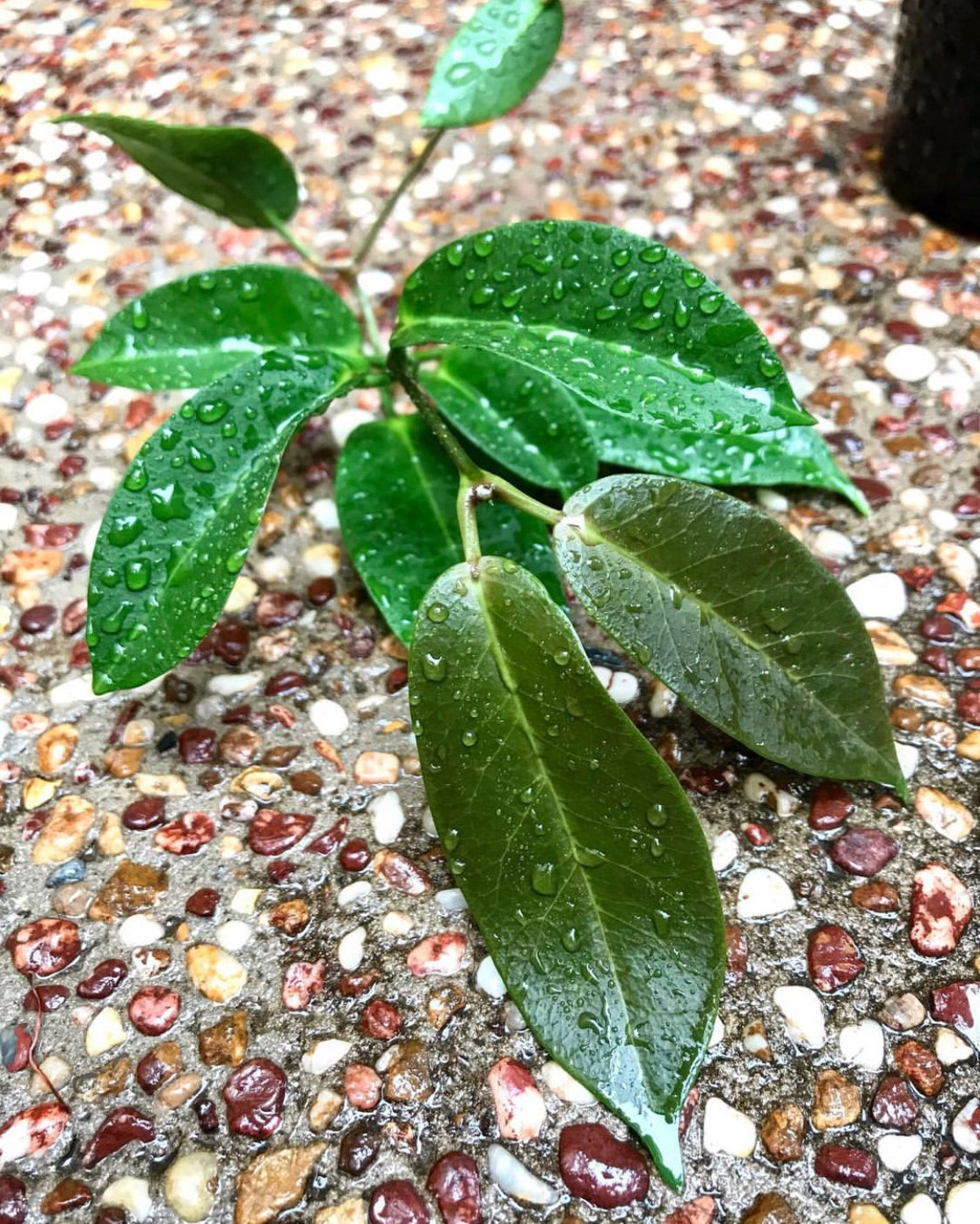 Hoya trigonolobus IML 1731 H337
