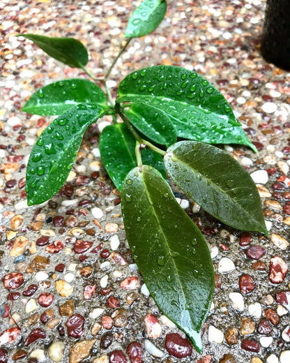 Hoya trigonolobus IML 1731 H337