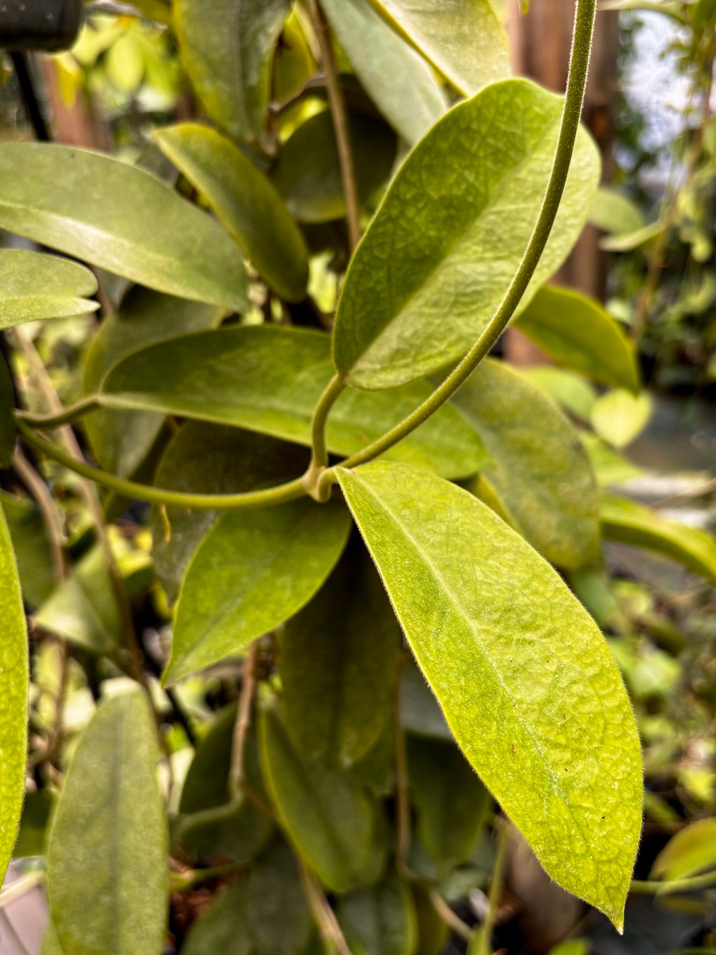 Hoya albiflora H177