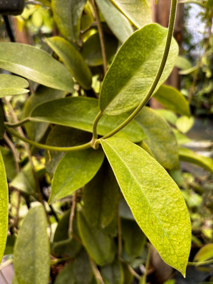 Hoya albiflora H177