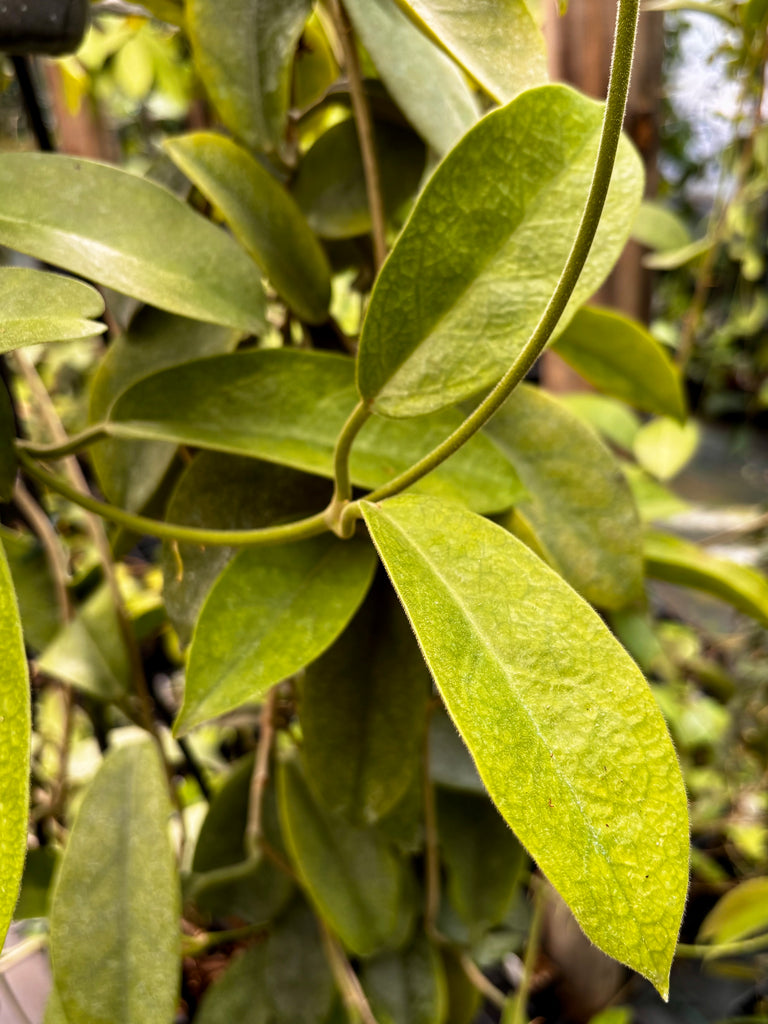 Hoya albiflora H177