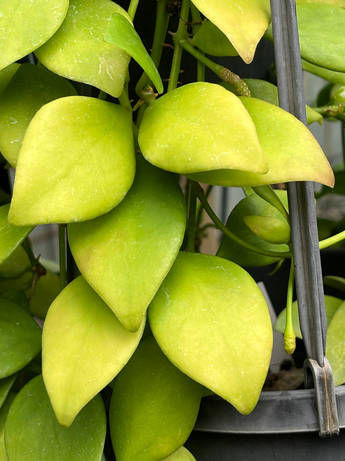 Hoya vanuatuensis H5