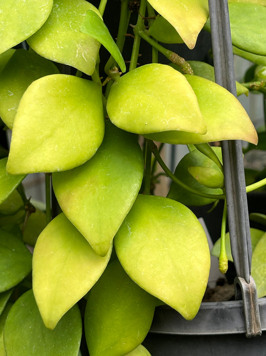 Hoya vanuatuensis H5