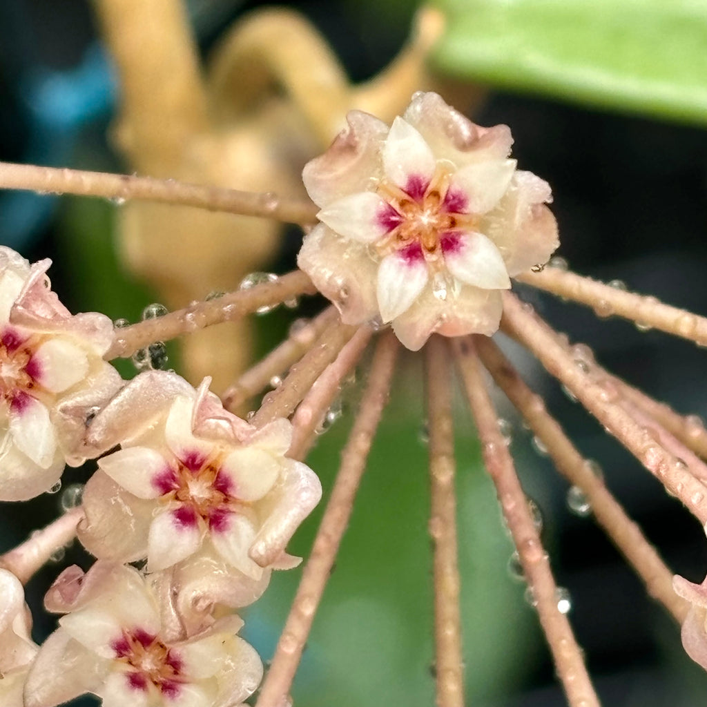 Hoya verticillata bronze H189