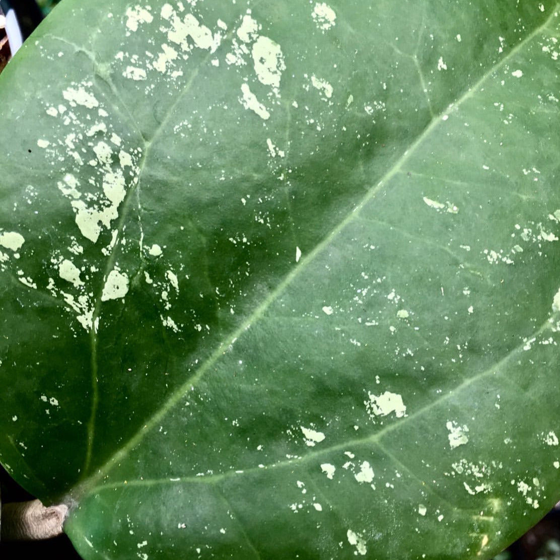 Hoya loyceandrewsiana H153