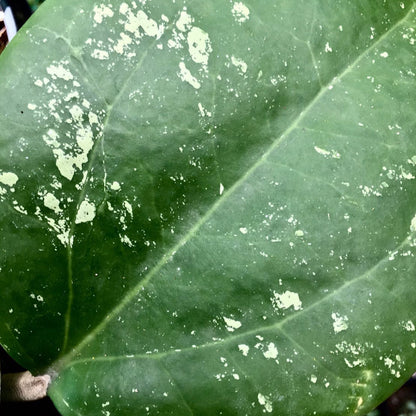Hoya loyceandrewsiana H153