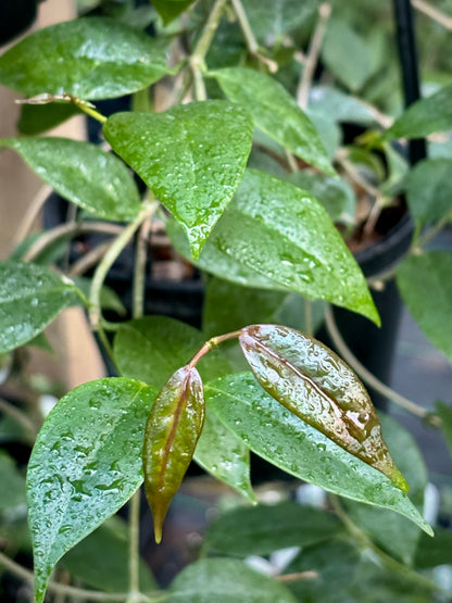 Hoya paziae IML 1596 H251