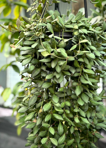 Hoya sp. aff. burtoniae H191