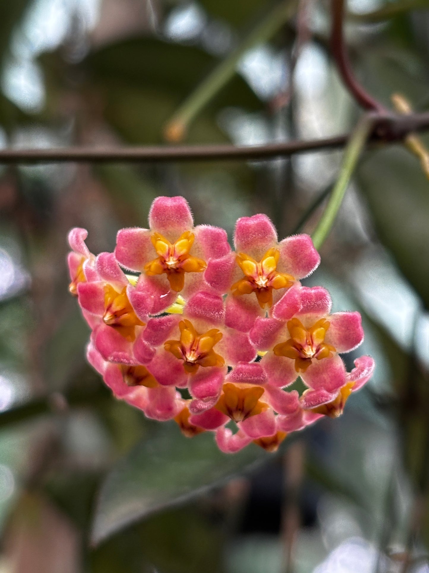 Hoya davidcummingii IML 0892 H55