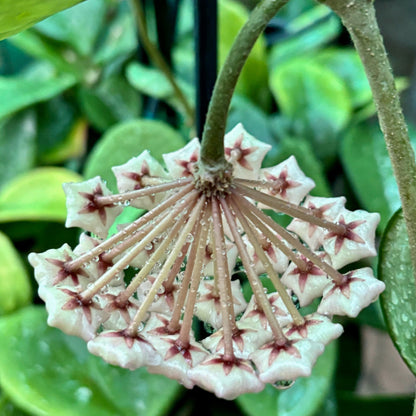 Hoya carnosa 'Snowball' H286