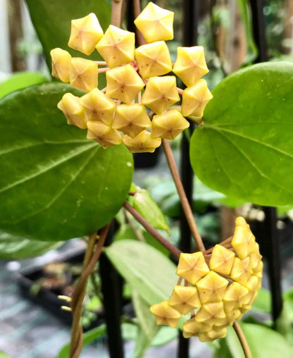 Hoya neocaledonica IML 1647 H166