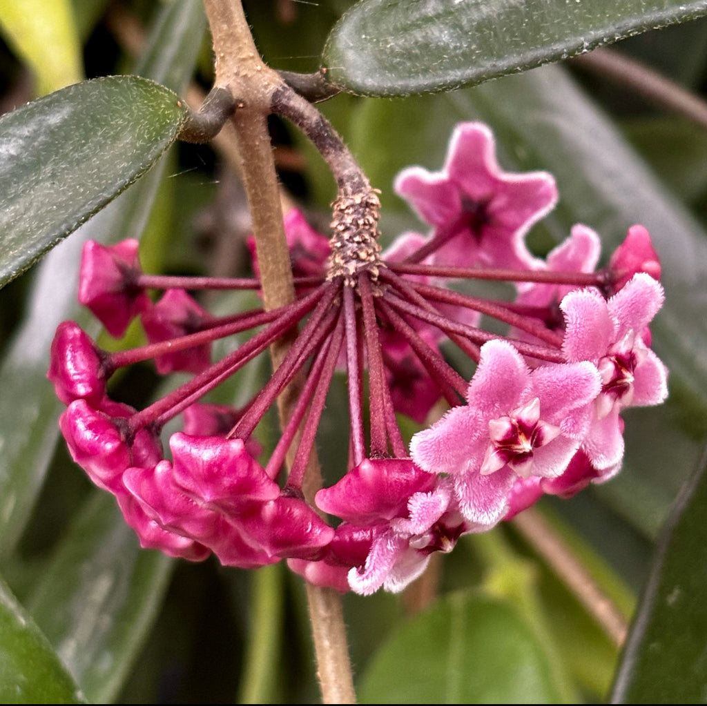 Hoya 'Minibelle' H14