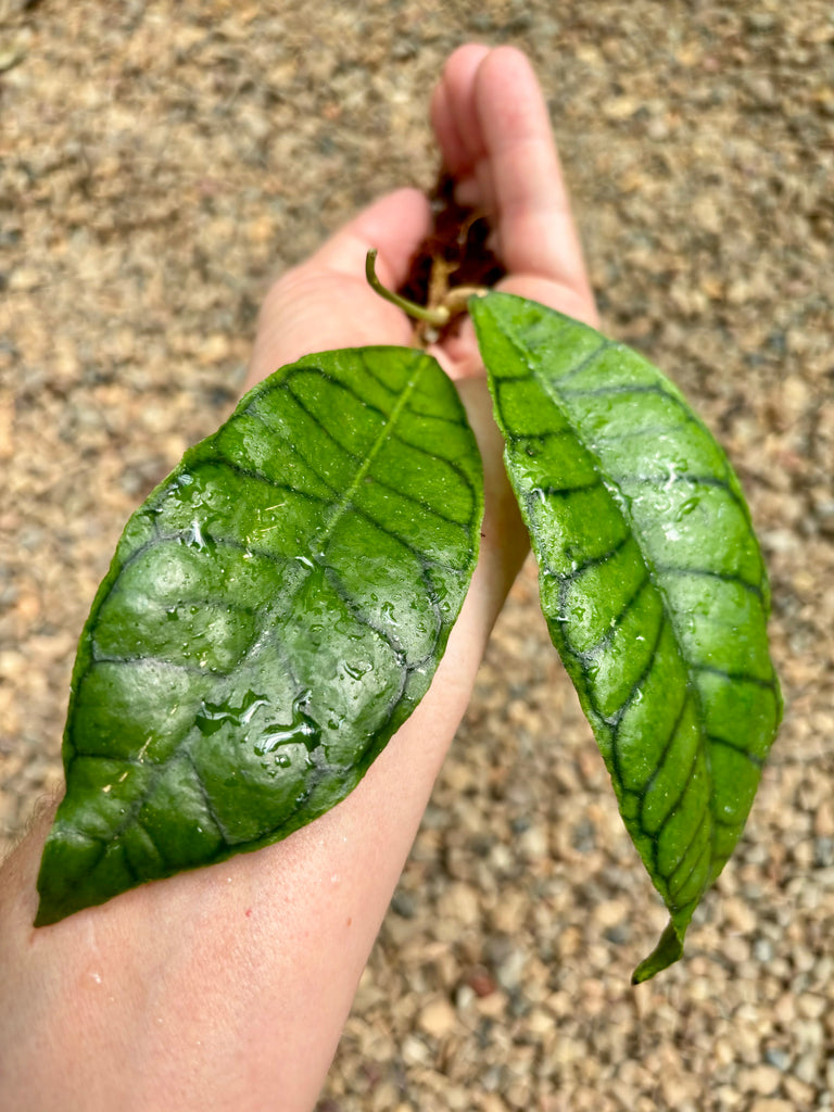 Hoya sp. Kalimantan IML 1168 H141