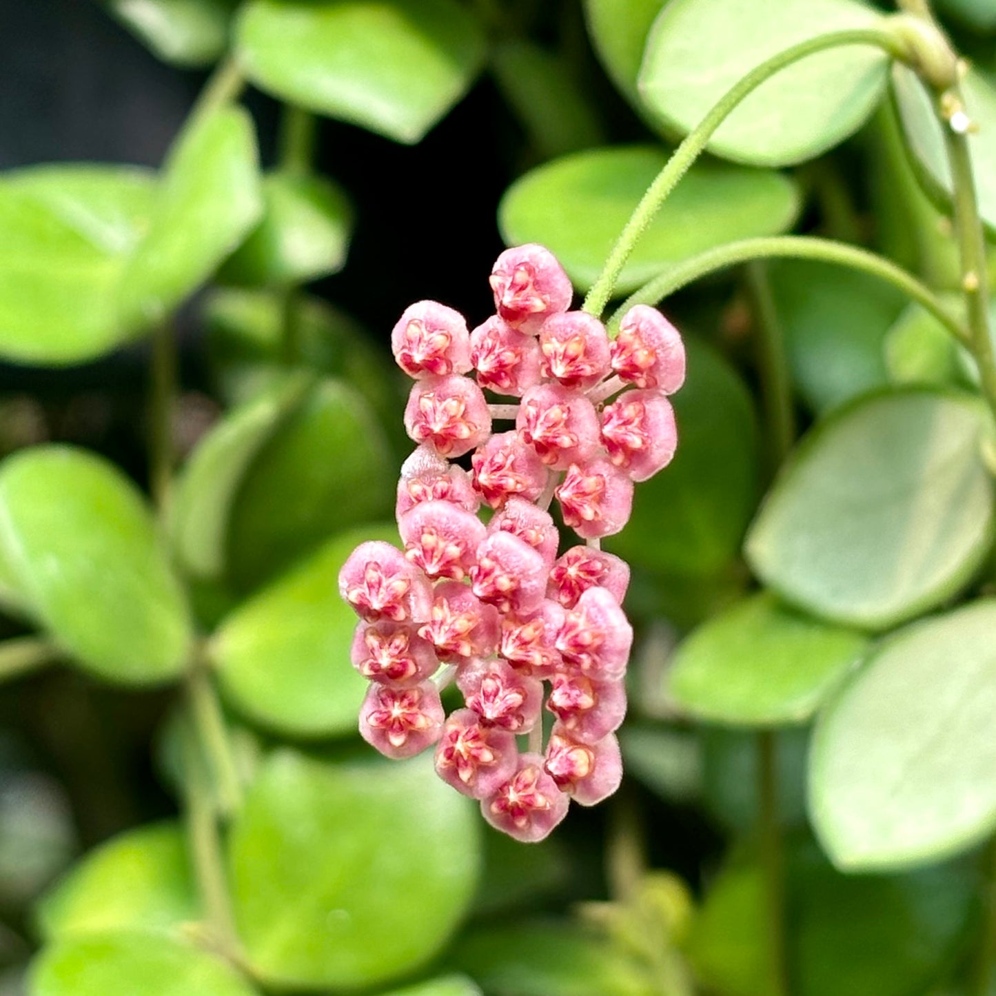 Hoya bilobata H196