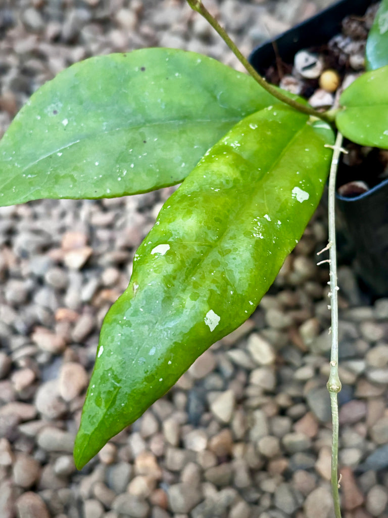 Hoya sp. Pahang NS07-064 (aff. scortechinii) H423