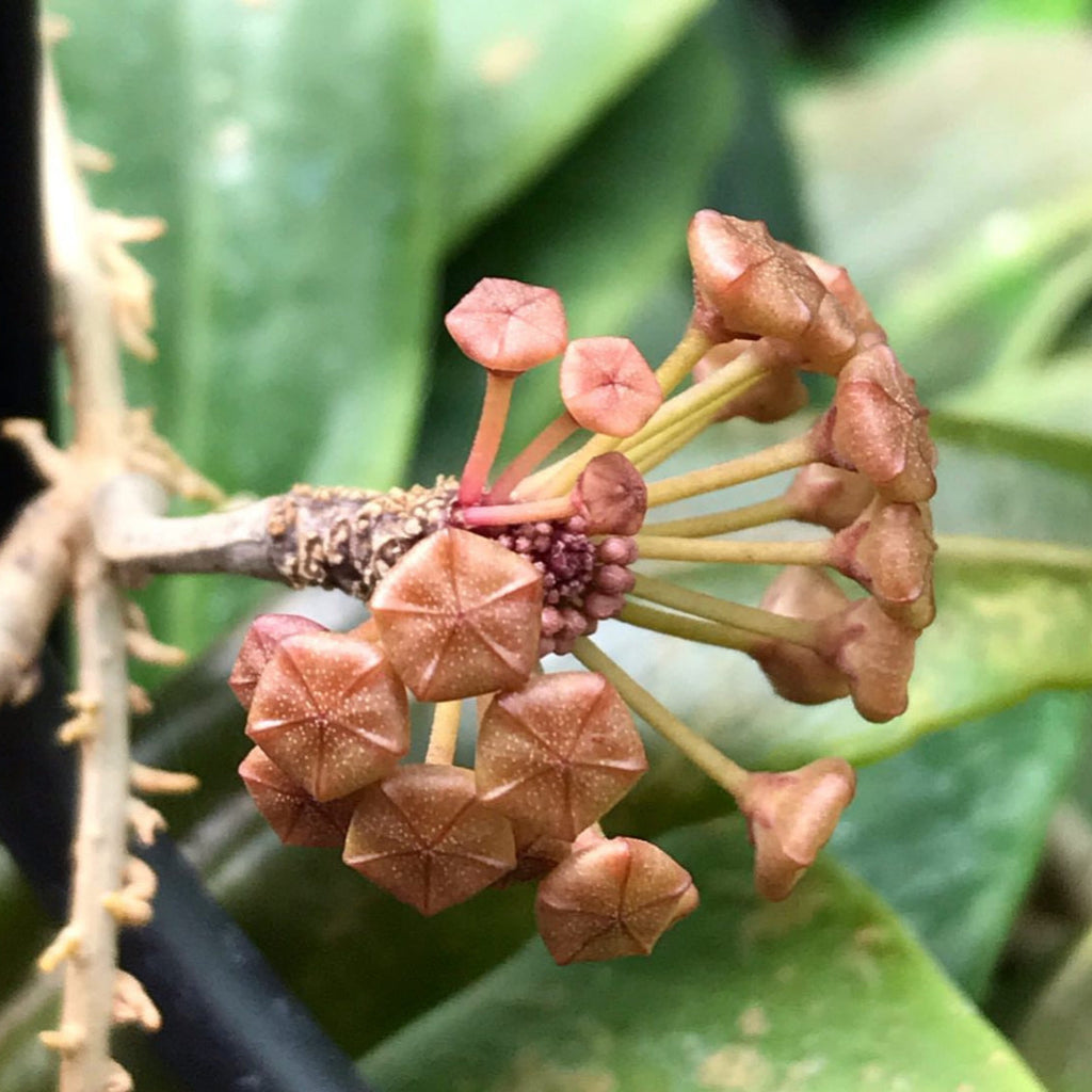 Hoya ilagiorum H183