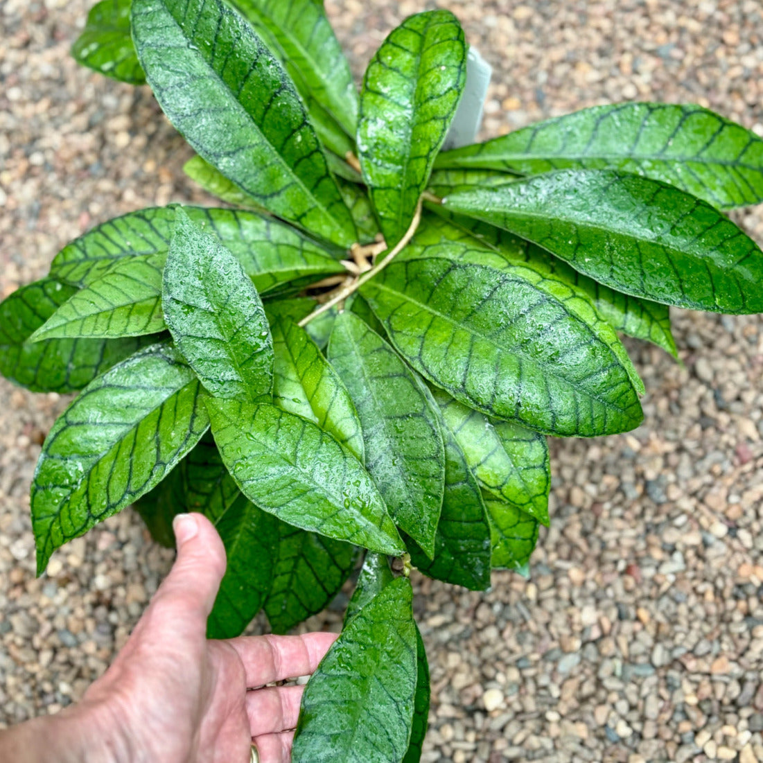 Hoya sp. Kalimantan IML 1168 H141